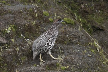 Chestnut-naped francolin, Pternistis castaneicollis,in the Simien Mountains National Park