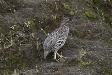 Chestnut-naped francolin, Pternistis castaneicollis,in the Simien Mountains National Park