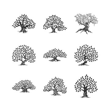 Beautiful magnificent olive tree silhouette icon set isolated on white. Modern virgin natural plant vector sign collection. Premium quality illustration organic ecological logo design emblem bundle.