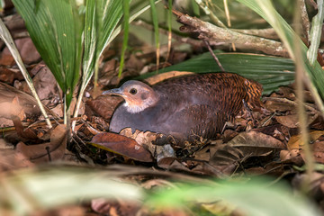 Yellow legged Tinamou photographed in Linhares, Espirito Santo. Southeast of Brazil. Atlantic Forest Biome. Picture made in 2013.