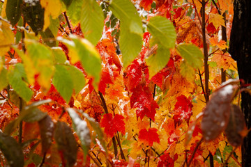 maple leaves in autumn
