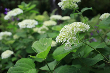 bush of blooming white hydrangea in summer