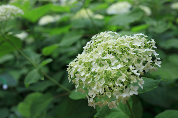 bush of blooming white hydrangea in summer