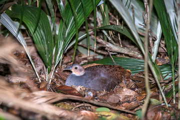 Yellow legged Tinamou photographed in Linhares, Espirito Santo. Southeast of Brazil. Atlantic Forest Biome. Picture made in 2013.