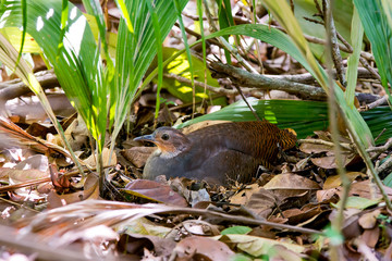 Yellow legged Tinamou photographed in Linhares, Espirito Santo. Southeast of Brazil. Atlantic Forest Biome. Picture made in 2013.
