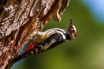Cute Woodpecker and its nest. Green forest background. Bird: Middle Spotted Woodpecker. Dendrocopos medius.