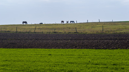 Wzgórza Sokólskie, Piękno ziemi sokólskiej, Jesień na Podlasiu,  © podlaski49