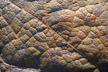 Naklejka premium texture of old leaf of plant