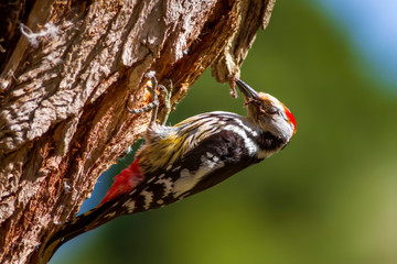 Cute Woodpecker and its nest. Green forest background. Bird: Middle Spotted Woodpecker. Dendrocopos medius.