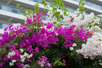 Purple white Bougainvillea Flower photo on nature background .