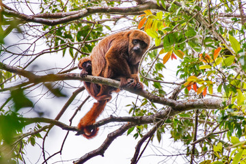 Obraz premium Monkey photographed in Espirito Santo. Southeast of Brazil. Atlantic Forest Biome. Picture made in 2013.