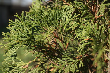Green white cedar tree. Close-up