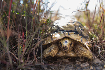 Tortuga Mora en la naturaleza