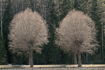 Bare willow trees in hard spring light