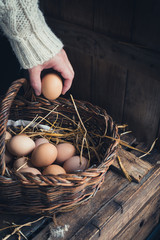 eggs in a nest