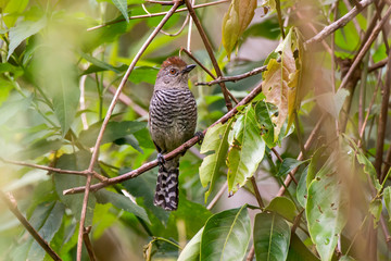 Bird photographed in Espirito Santo. Southeast of Brazil. Atlantic Forest Biome. Picture made in 2013.