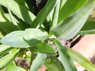 Obraz premium rosiott