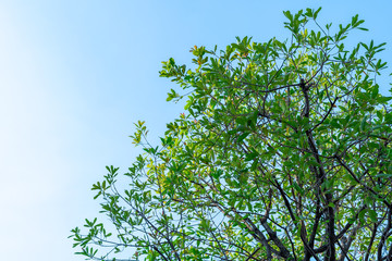 the leaf green Tree tops view with beautiful branches on blue sky background