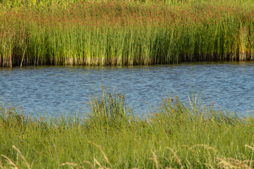 A River Running Between Two Reed Banks, County Kerry