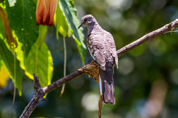 Bird photographed in Afonso Claudio, Espirito Santo. Southeast of Brazil. Atlantic Forest Biome. Picture made in 2013.