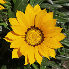 Gazania jaune	