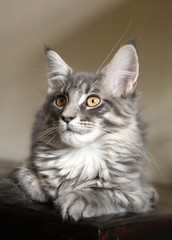 Chat Maine coon