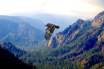 Fototapeta na wymiar Bald Eagle Juvenile Over Breathtaking Canyon View