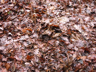 wet autumn leaves of oak and maple lie pressed on the ground