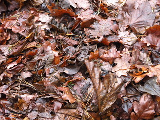 wet autumn leaves of oak and maple lie pressed on the ground