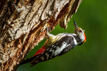 Cute Woodpecker and its nest. Green forest background. Bird: Middle Spotted Woodpecker. Dendrocopos medius.