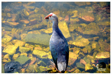 pigeon in the park