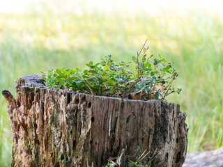 picture with old tree stump and green plants in it