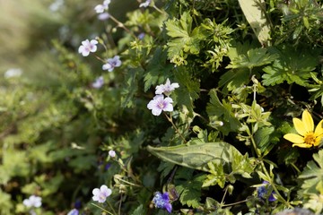 Flowers of Geranium arabicum in a meadow in Ethiopia.