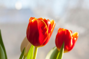 Fototapeta premium tulips on white background