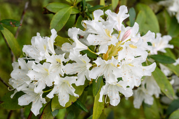 Close up of white azalea or Rhododendron plant with flowers in full bloom in a garden in a sunny spring day