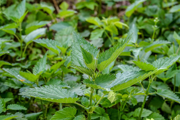 Close up of a bush of Urtica dioica, known as common nettle, stinging nettle or nettle leaf, fresh green leaves in a forest