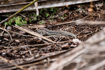 Linhares whiptails photographed in Guarapari, Espirito Santo. Southeast of Brazil. Atlantic Forest Biome. Picture made in 2013.