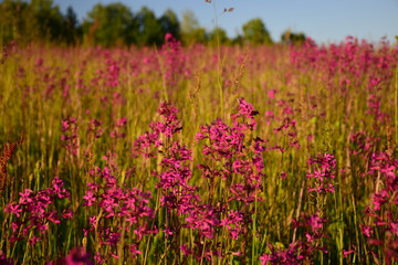 picture with red flowers in the meadow