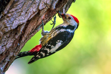 Cute Woodpecker and its nest. Green forest background. Bird: Middle Spotted Woodpecker. Dendrocopos medius.
