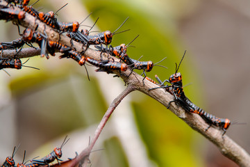 Grasshopper  photographed in Guarapari, Espirito Santo. Southeast of Brazil. Atlantic Forest Biome. Picture made in 2013.