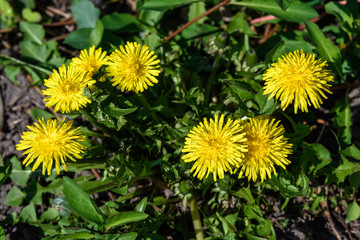 Close up of a dandelion flower puff in a spring garden on green blurred background