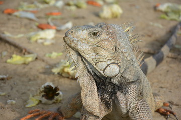 iguana on rock