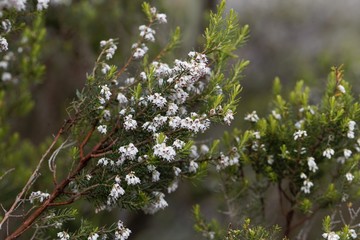 Flowers of a giant heather tree, Erica arborea, in Ethiopia.