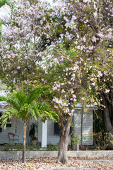 Key West Trees in Spring Blossom