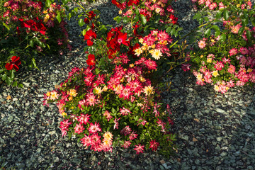 Blooming in the garden of pink and red decorative roses. Pink and red roses bloom in the park.