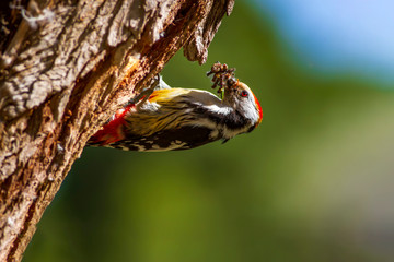 Cute Woodpecker and its nest. Green forest background. Bird: Middle Spotted Woodpecker. Dendrocopos medius.
