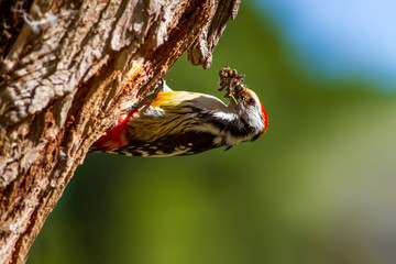 Cute Woodpecker and its nest. Green forest background. Bird: Middle Spotted Woodpecker. Dendrocopos medius.