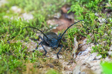 Beetle Large oak barbel - Cerambyx cerdo. Beetle woodcutter