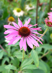Obraz premium Echinacea flower on a background of flower beds, macro photo.