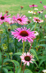 Blooming Echinacea (Echinácea purpúrea) on a flower bed against a green lawn in autumn